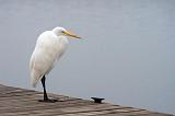 Egret On A Dock_32542